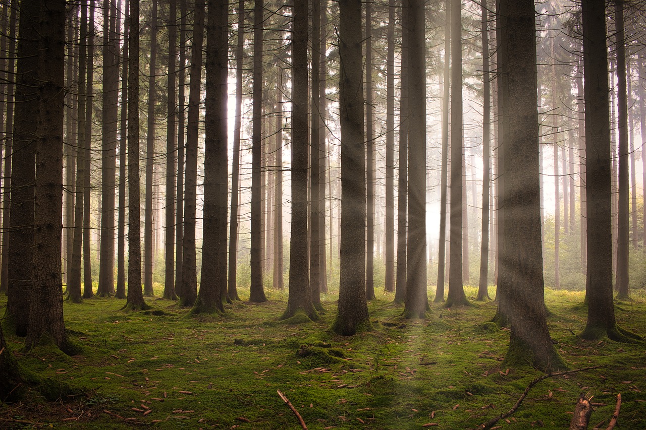 forest, nature, trees-6926059.jpg